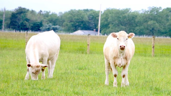 McCall-cattle.jpg