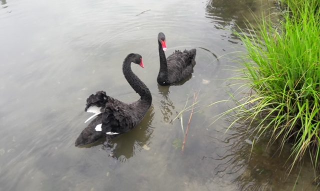 0715_blackswan.3_jpeg.jpeg