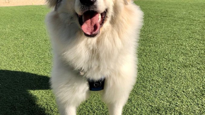 DogPark_A.jpg
