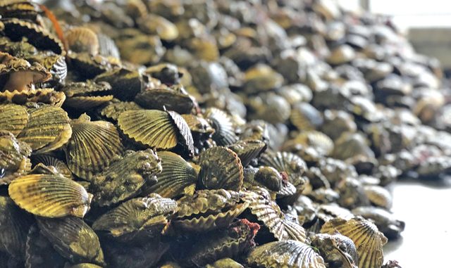 North-Fork-scallop-market-2.jpg