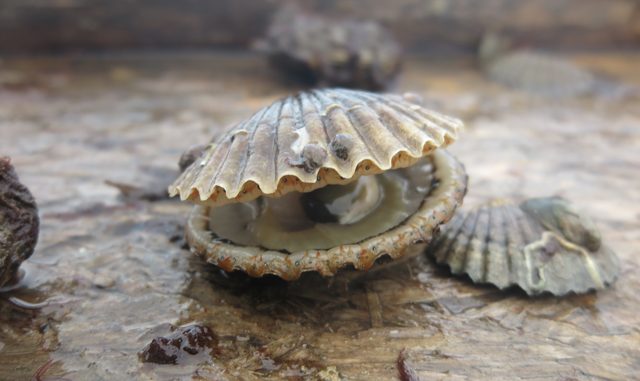 Scallop_CR.jpg