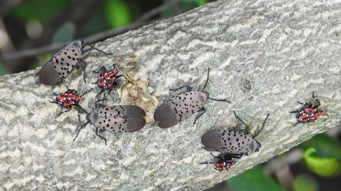 spottedlanternfly.jpg