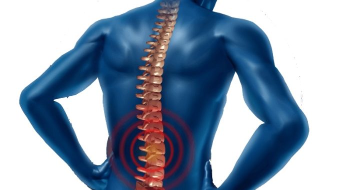 spine.jpg