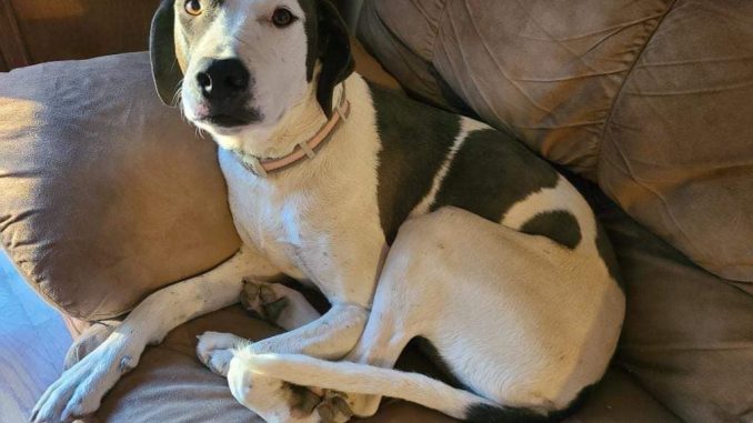 penny-northforkanimalwelfareleague.jpeg