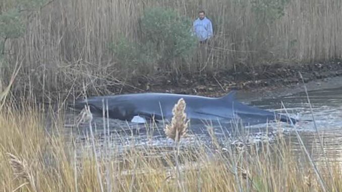 whale-southold.jpg