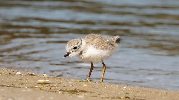 PipingPlover.jpg