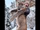 NFL Champ Kills Giant Mountain Lion, Environmentalists Get Up in Arms and Make Fools of Themselves
