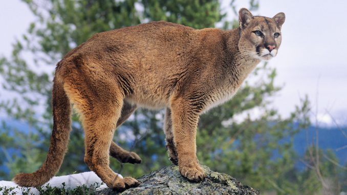 20230216_MountainLion-scaled.jpg