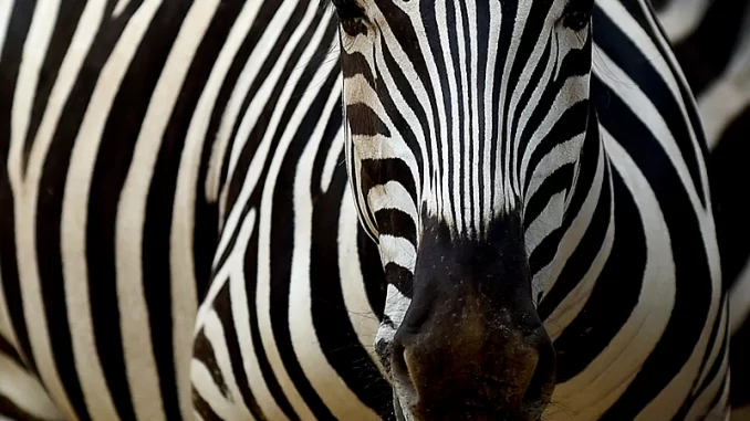 zebra-1.webp.webp