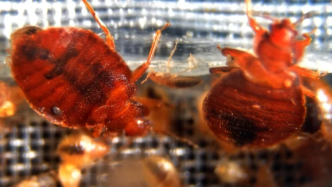 bedbugs.webp.webp