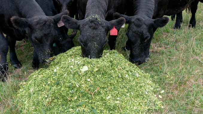 Cows.jpg