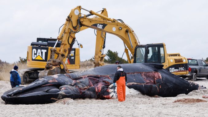 20231228_DeadWhale-scaled.jpg