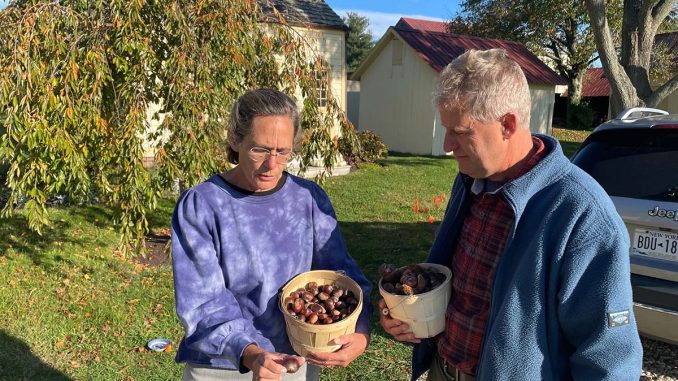 T1109_chestnut_sw_2.jpeg