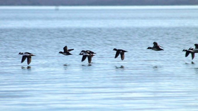 bufflehead-cover_web.jpg