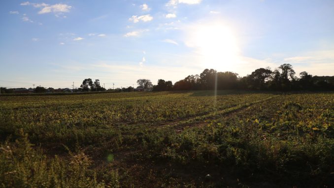 Condzella_farm_10-1024x655-1.jpeg