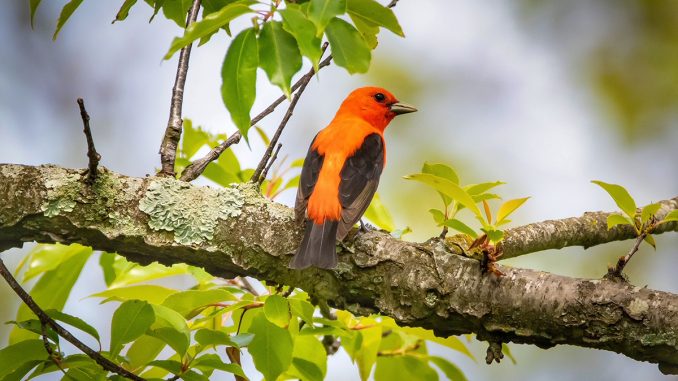 TR0509_migratingbirds2.jpg