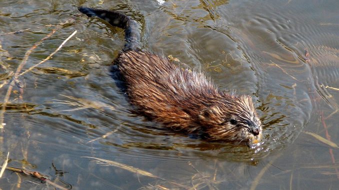 Muskrat_swimming_Ottawa.jpg