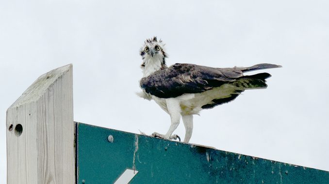 1728385820_R1003_MigrantBirds_DanielFranc_web.jpg