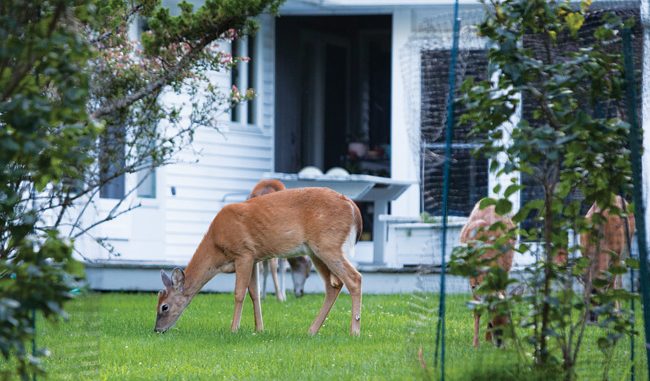 1732623232_T0821_deer_herd_KS_C.jpg