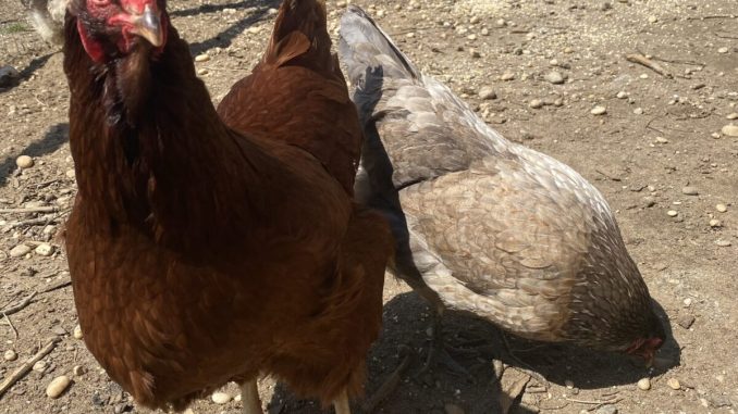 1738672921_chickens-scaled-e1738606776523.jpg
