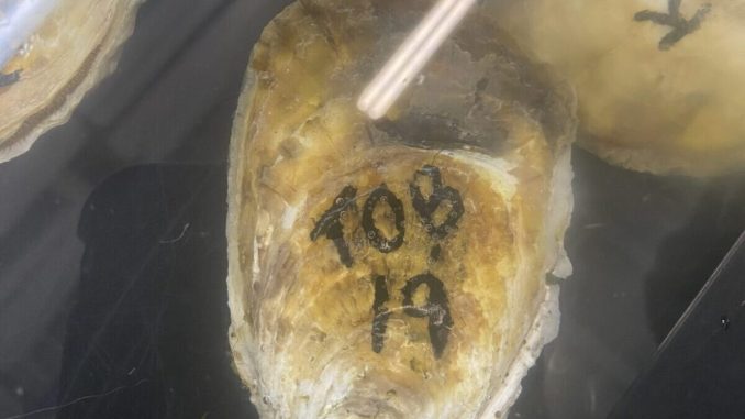 oyster-male-scaled-e1740167541218.jpg