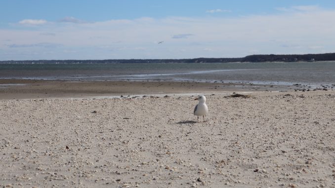 seagull-jamesport-beach-WEB.jpg