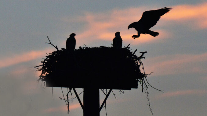 TR20250619_Ospreys.jpg